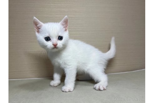 成約済の茨城県のスコティッシュフォールド-102836の4枚目